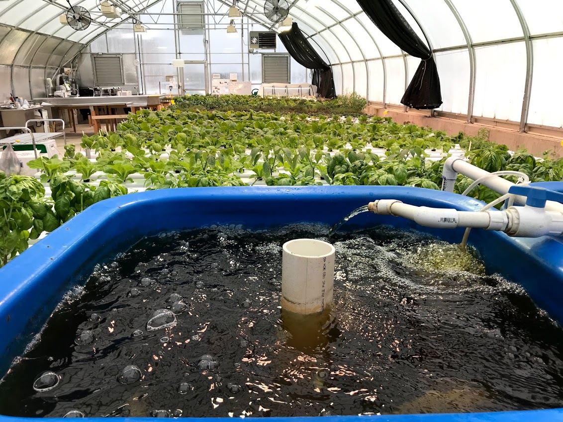 Hydroponic and Aquaponics Campus Farmers